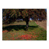 Oude Appelboom (Voorkant Horizontaal)