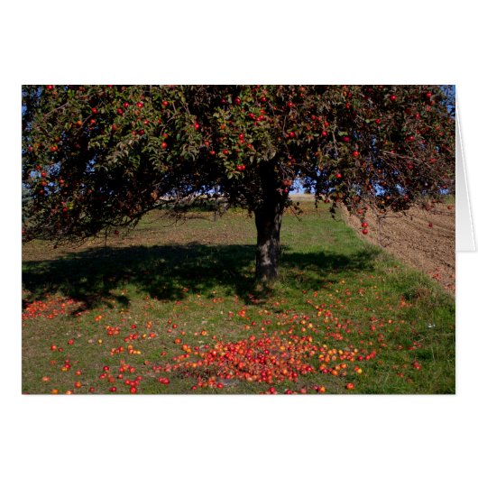 Oude Appelboom (Voorkant Horizontaal)