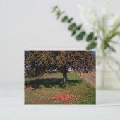 Oude appelboom briefkaart (Staand voorkant)