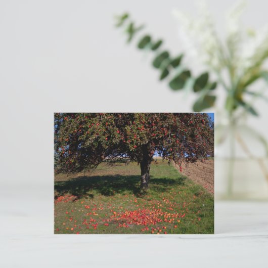 Oude appelboom briefkaart (Staand voorkant)