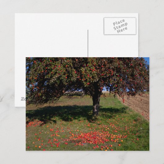 Oude appelboom briefkaart (Voorkant / Achterkant)