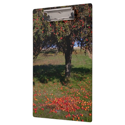 Oude appelboom klembord (Links)