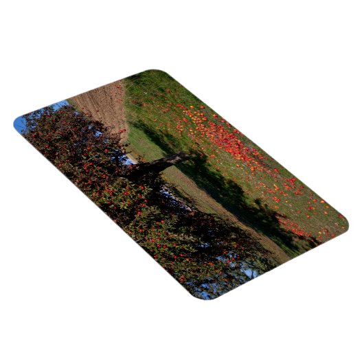 Oude appelboom magneet (Rechterzijde)