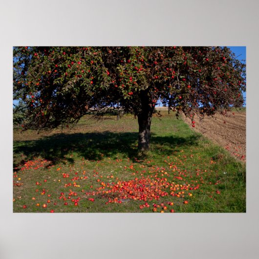 Oude appelboom poster (Voorkant)