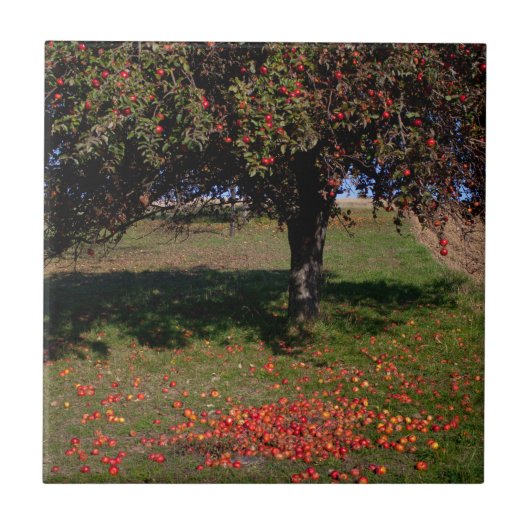 Oude appelboom tegeltje (Voorkant)