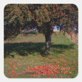 Oude appelboom vierkante sticker (Voorkant)