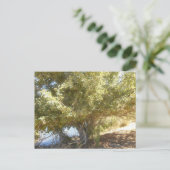 Oude Apple Tree Struik Western Australië Briefkaar Feestdagenkaart (Staand voorkant)