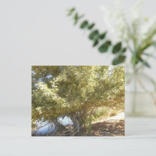 Oude Apple Tree Struik Western Australië Briefkaar Feestdagenkaart (Staand voorkant)