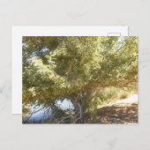 Oude Apple Tree Struik Western Australië Briefkaar Feestdagenkaart (Voorkant / Achterkant)