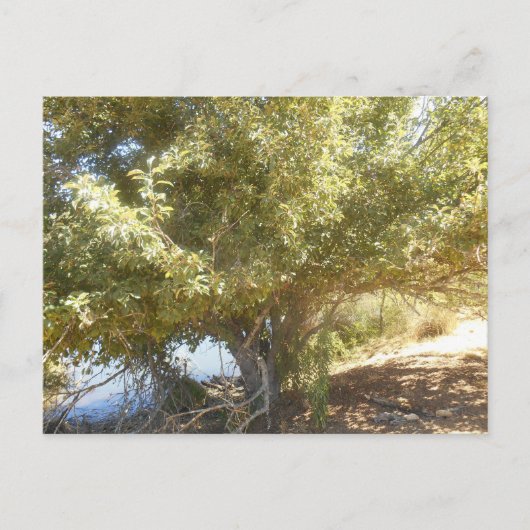 Oude Apple Tree Struik Western Australië Briefkaar Feestdagenkaart (Voorkant)