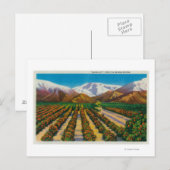 Oude Baldy Mountain uit de Oranje Groves Briefkaart (Voorkant / Achterkant)