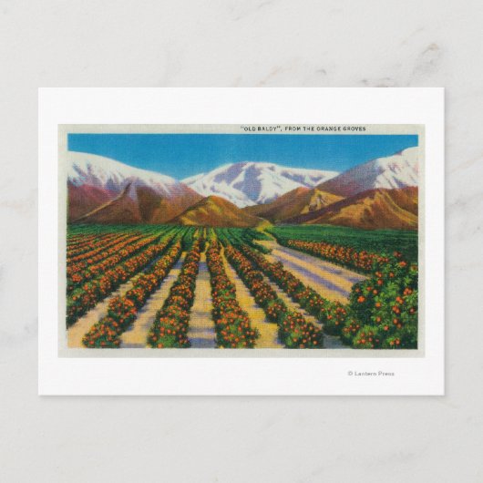 Oude Baldy Mountain uit de Oranje Groves Briefkaart (Voorkant)