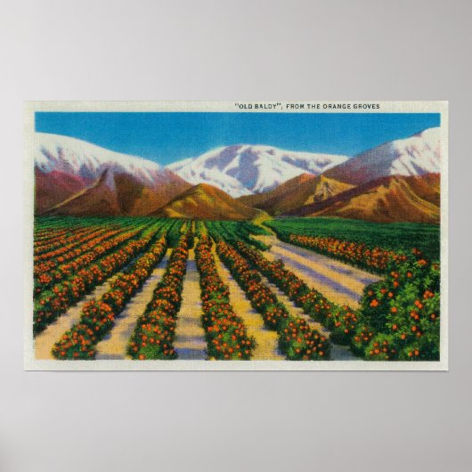 Oude Baldy Mountain uit de Oranje Groves Poster (Voorkant)