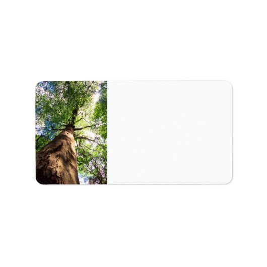 Oude beukenboom etiket (Voorkant)