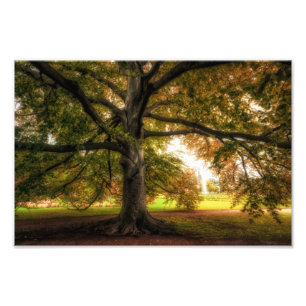 Oude beukenboom in het Park Foto Afdruk