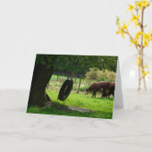 Oude bietenbandbank kaart (Gele Bloem)