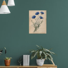 Oude Blauwe Korenbloem Botanische Illustratie Poster