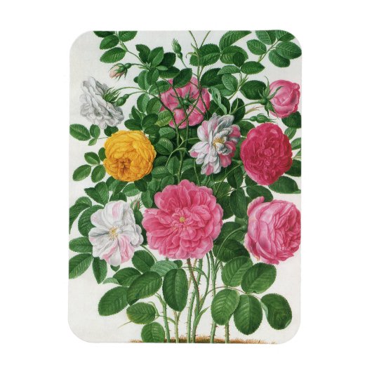 Oude Bloeiende Bloemen, Lente Tuinrozen Magneet (Verticaal)