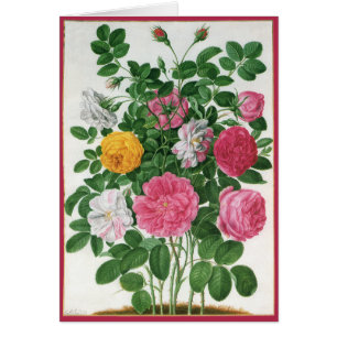 Oude bloeiende bloemen, lentetuinrozen