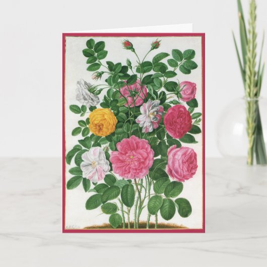 Oude bloeiende bloemen, lentetuinrozen feestdagen kaart (Voorkant)