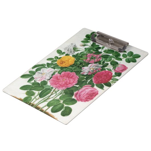 Oude bloeiende bloemen, lentetuinrozen klembord (Gekanteld)