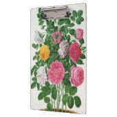 Oude bloeiende bloemen, lentetuinrozen klembord (Links)
