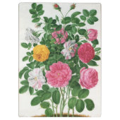 Oude bloeiende bloemen, lentetuinrozen klembord (Achterkant)