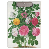 Oude bloeiende bloemen, lentetuinrozen klembord (Voorkant)