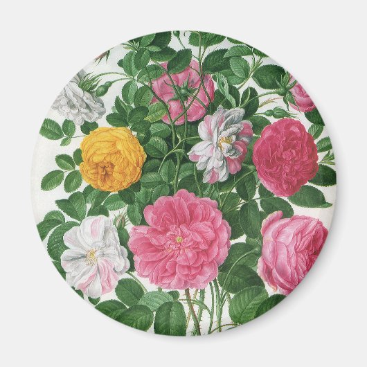 Oude bloeiende bloemen, lentetuinrozen magneet (Voorkant)