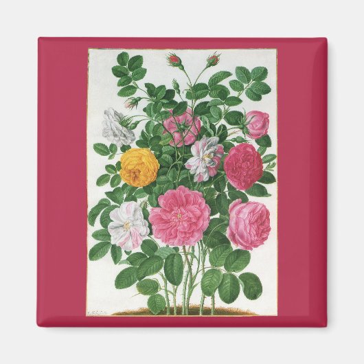 Oude bloeiende bloemen, lentetuinrozen magneet (Voorkant)