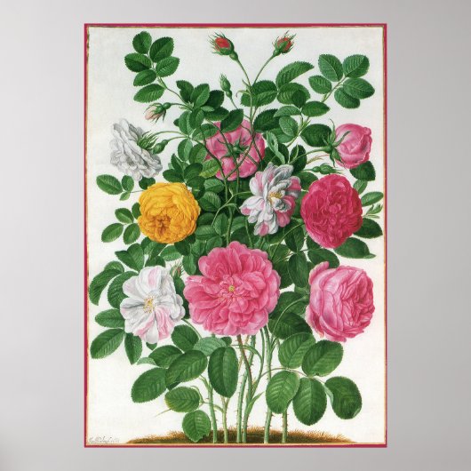 Oude bloeiende bloemen, lentetuinrozen poster (Voorkant)