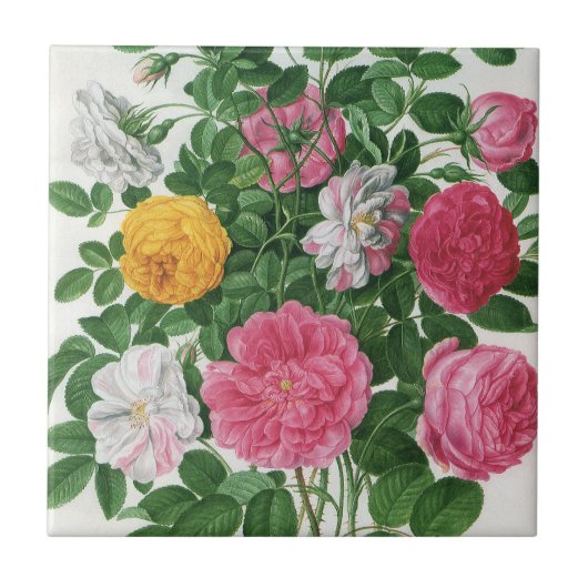 Oude bloeiende bloemen, lentetuinrozen tegeltje (Voorkant)