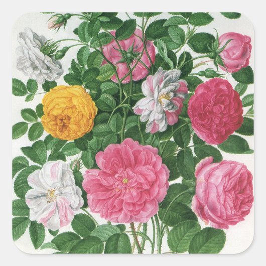 Oude bloeiende bloemen, lentetuinrozen vierkante sticker (Voorkant)