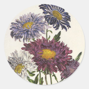 Oude bloemen, antieke paarse Aster bloemen Ronde Sticker