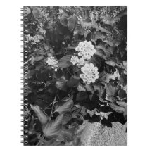 Oude bloemen spiraal