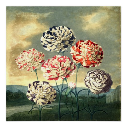 Oude Bloemenposter Poster (Voorkant)