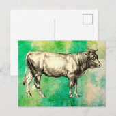 Oude boerderij koe stier afbeelding  briefkaart (Voorkant / Achterkant)