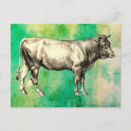Oude boerderij koe stier afbeelding  briefkaart (Voorkant)