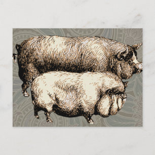 Oude boerderij varken landelijk antiek vee briefkaart