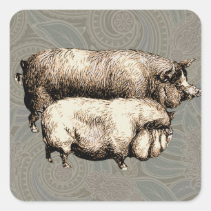 Oude boerderij varken landelijk antiek vee vierkante sticker