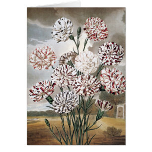 Oude bonte anjerbloemen met grijze lucht