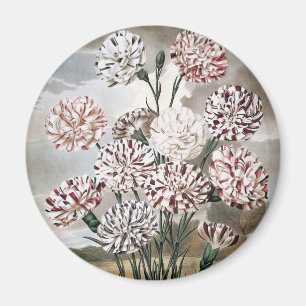 Oude bonte anjerbloemen met grijze lucht magneet