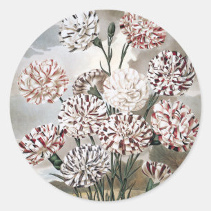 Oude bonte anjerbloemen met grijze lucht ronde sticker