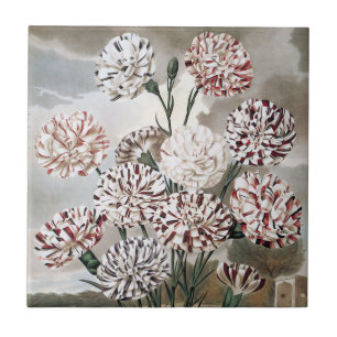 Oude bonte anjerbloemen met grijze lucht tegeltje