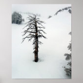 Oude boom bij Mt. Bachelor Poster (Voorkant)