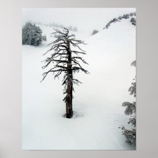 Oude boom bij Mt. Bachelor Poster