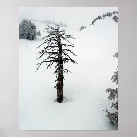 Oude boom bij Mt. Bachelor Poster (Voorkant)