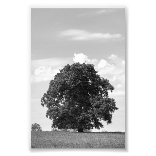 Oude boom foto afdruk (Voorkant)