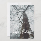 Oude boom in een Misty Forest Feestdagenkaart (Voorkant)