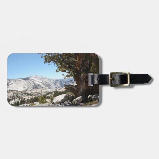 Oude boom in het Nationaal Park Yosemite Bagagelabel (Voorkant horizontaal)
